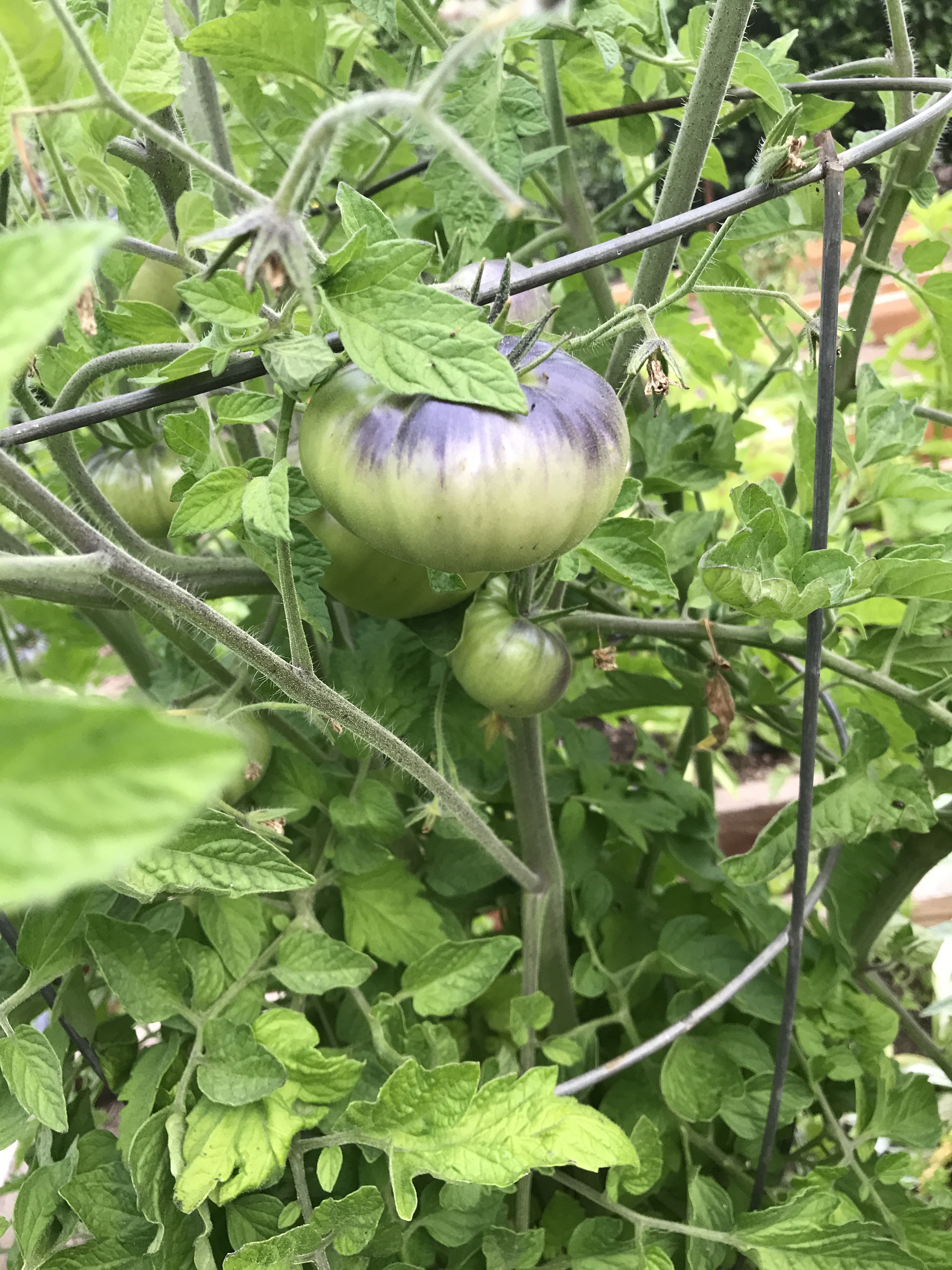Juju Paradise Lucid Gem Tomato